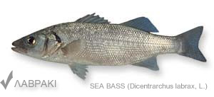 sea bass lavraki λαβρακι